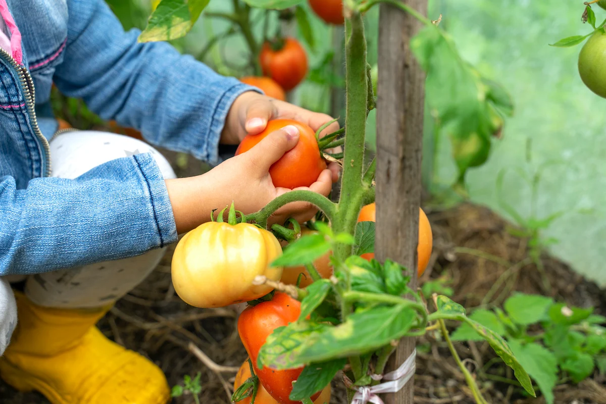 Variety of plants in a garden?>